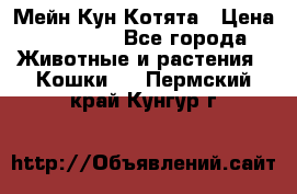 Мейн Кун Котята › Цена ­ 15 000 - Все города Животные и растения » Кошки   . Пермский край,Кунгур г.